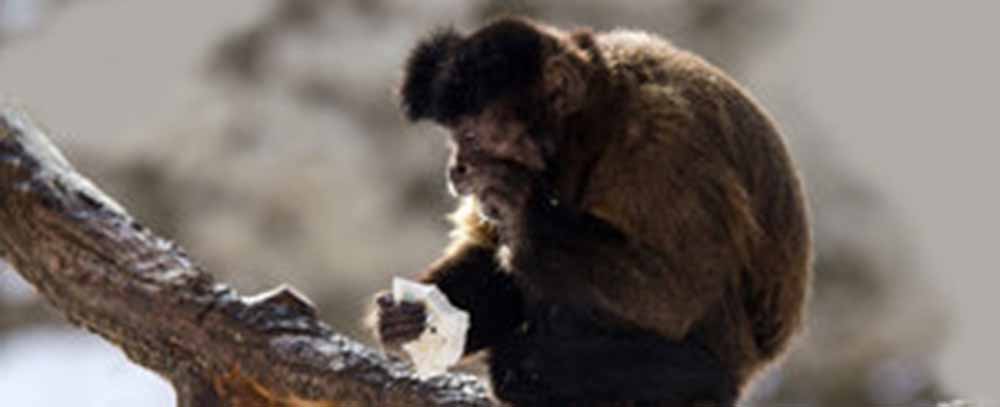 Capuchin monkey